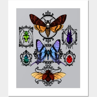 Framed Insects Posters and Art